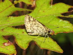 Image of Bush Hopper