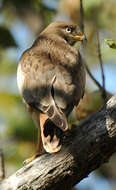 Image of White-eyed Buzzard