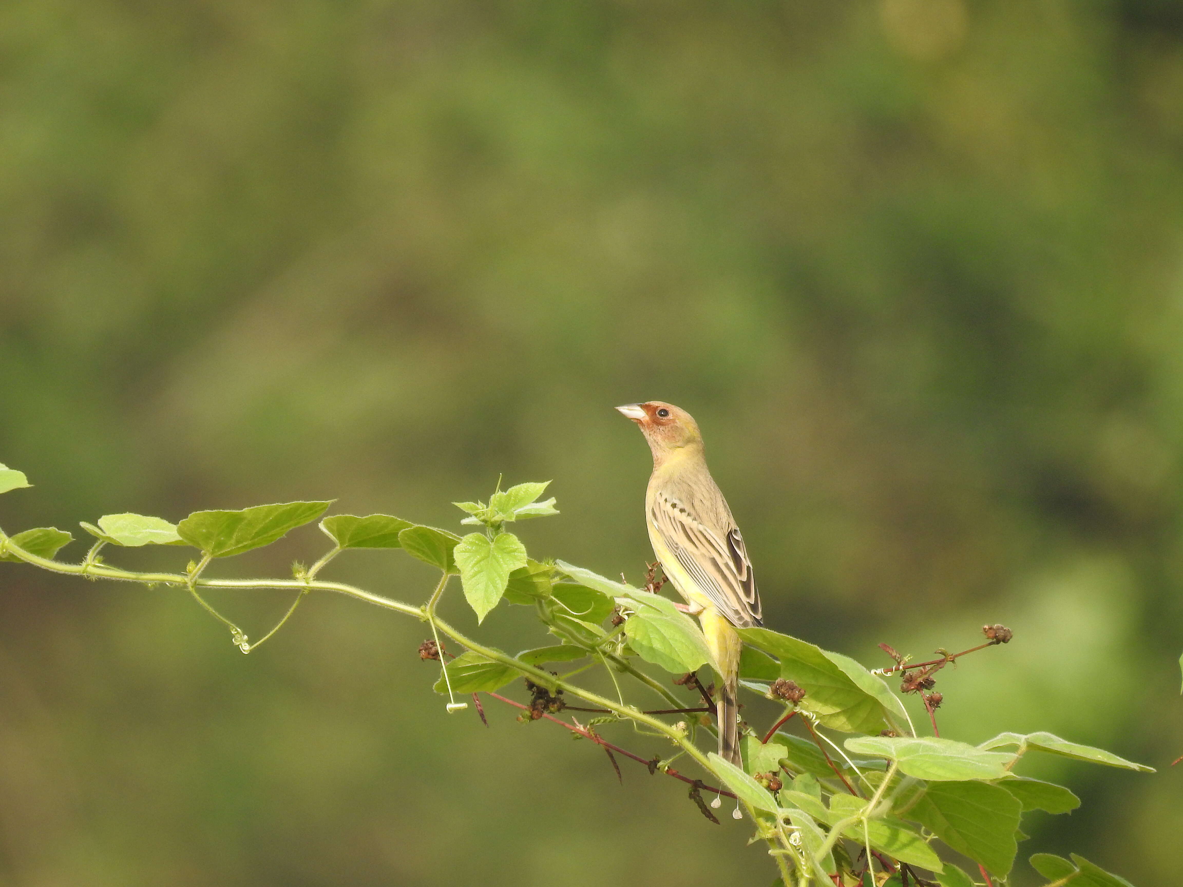 Image of Brown-headed Bunting