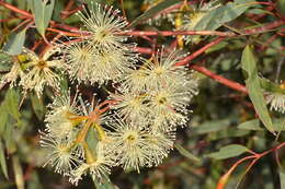 Image of Salt River Gum