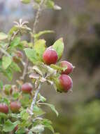 Image of paradise apple