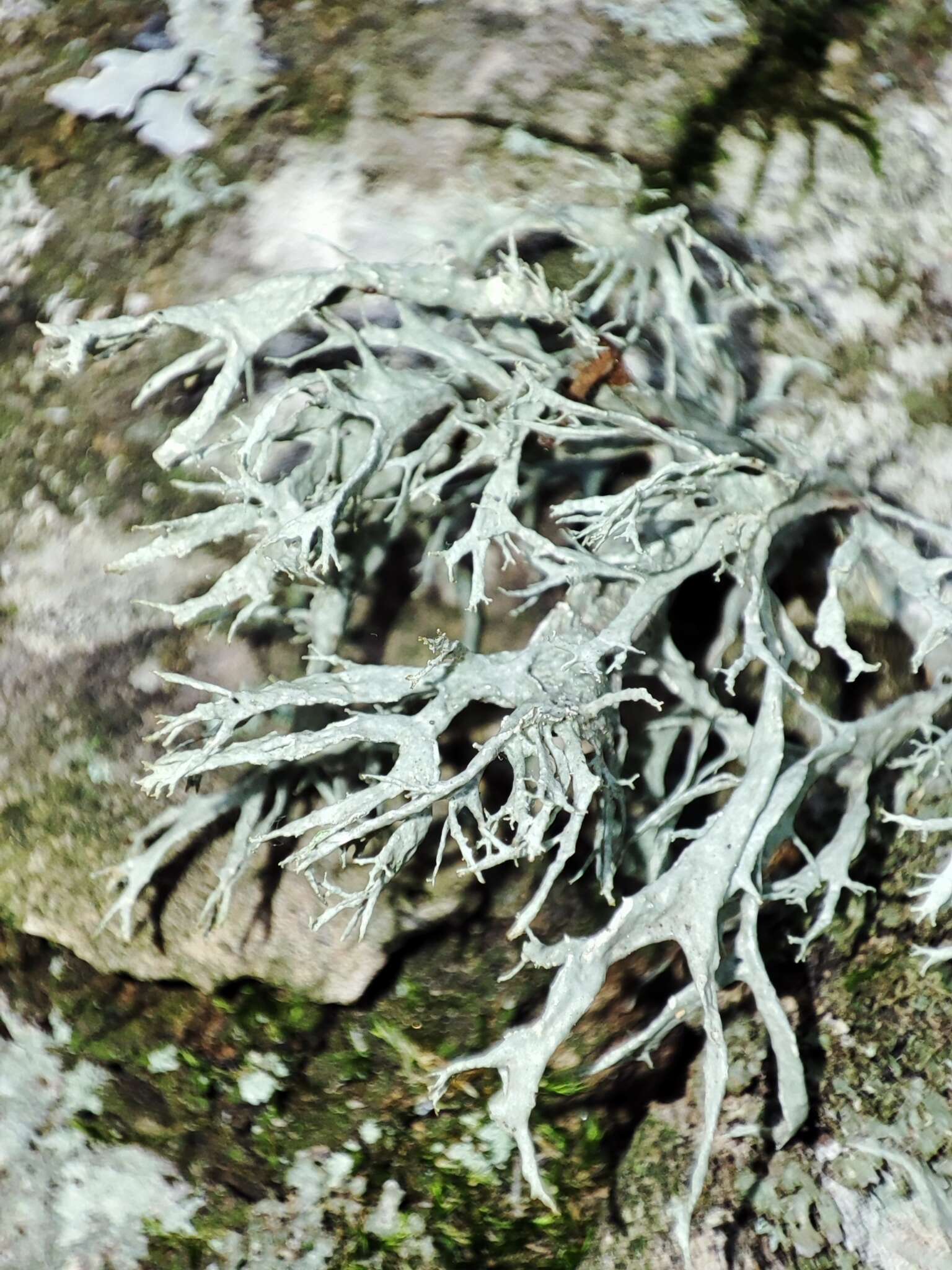 Image of farinose cartilage lichen