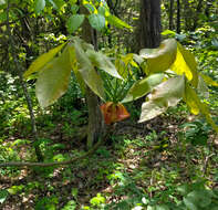 Image of shagbark hickory