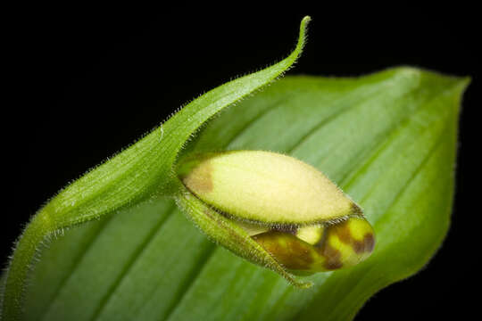 Image of Spotted lady slipper