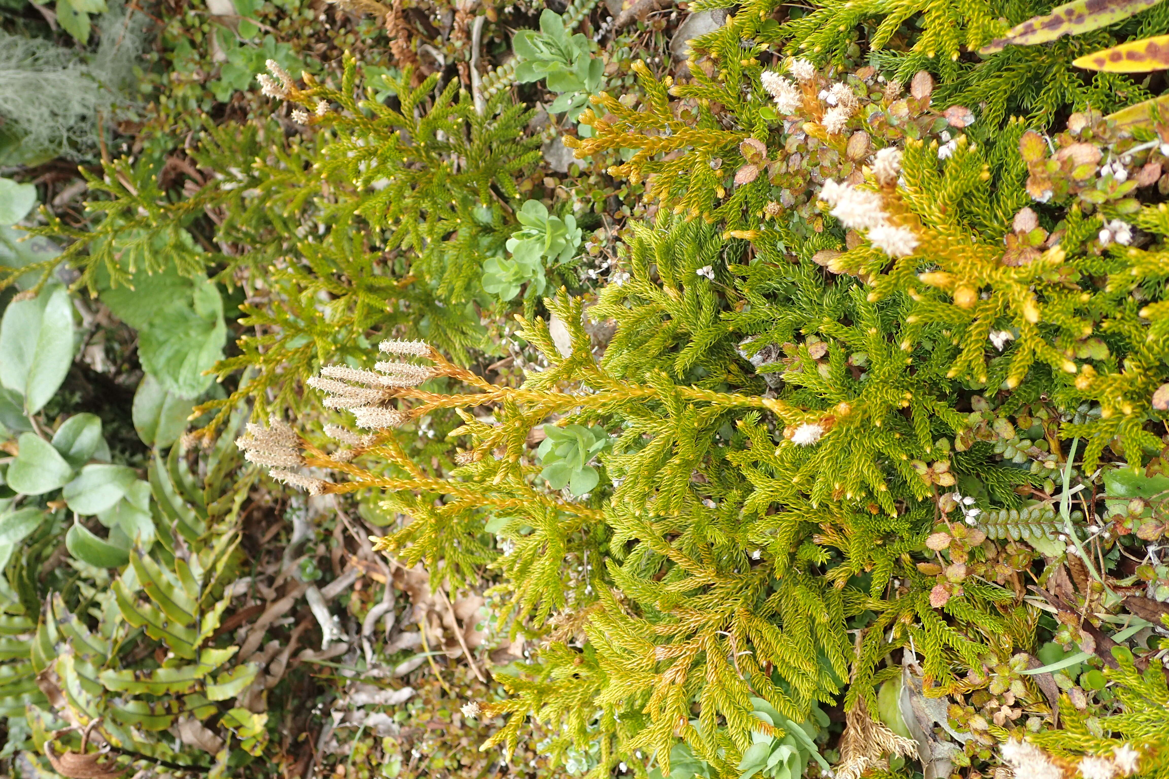 Image of Austrolycopodium fastigiatum (R. Br.) Holub