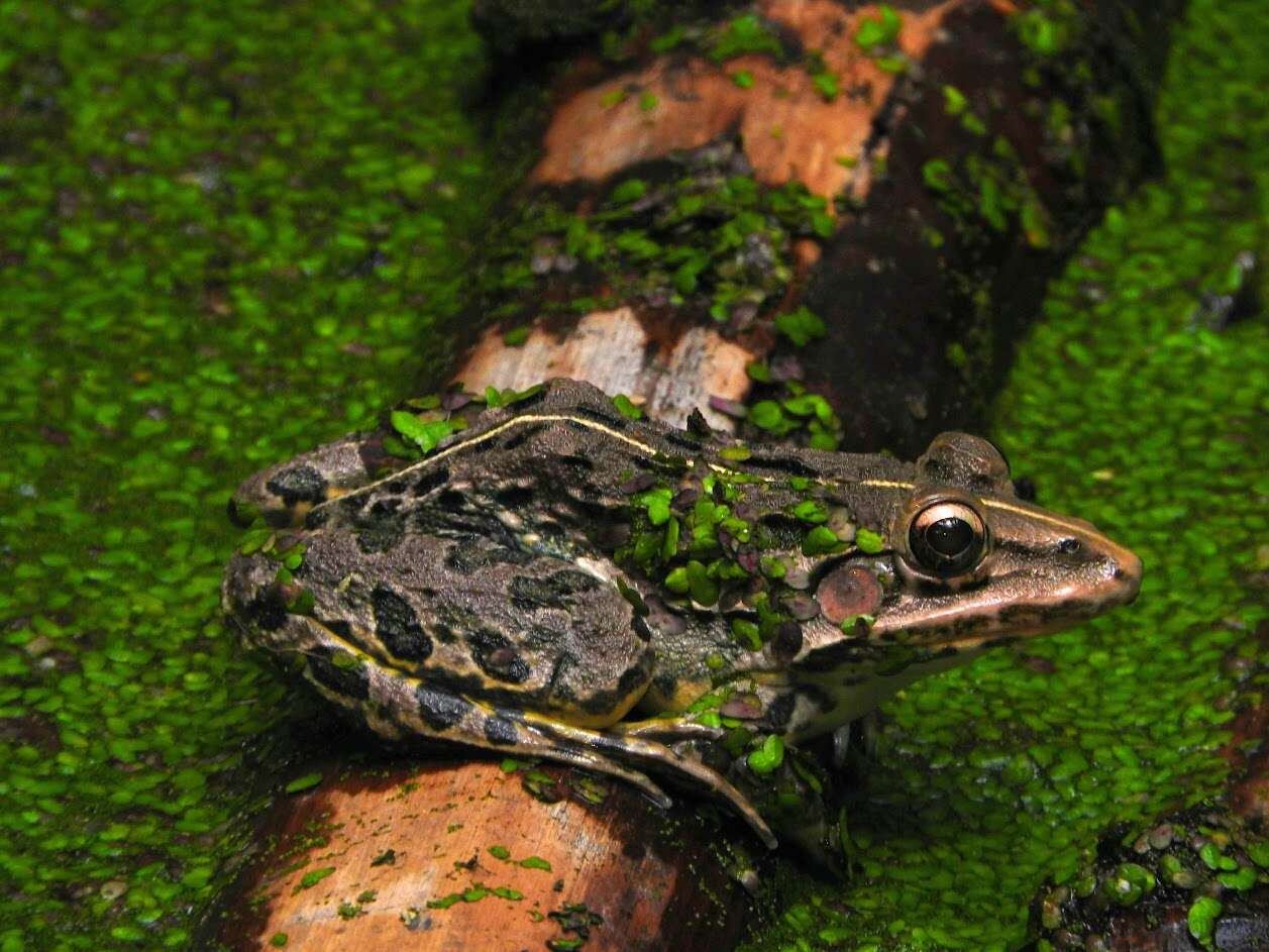 Image of Bull Frog