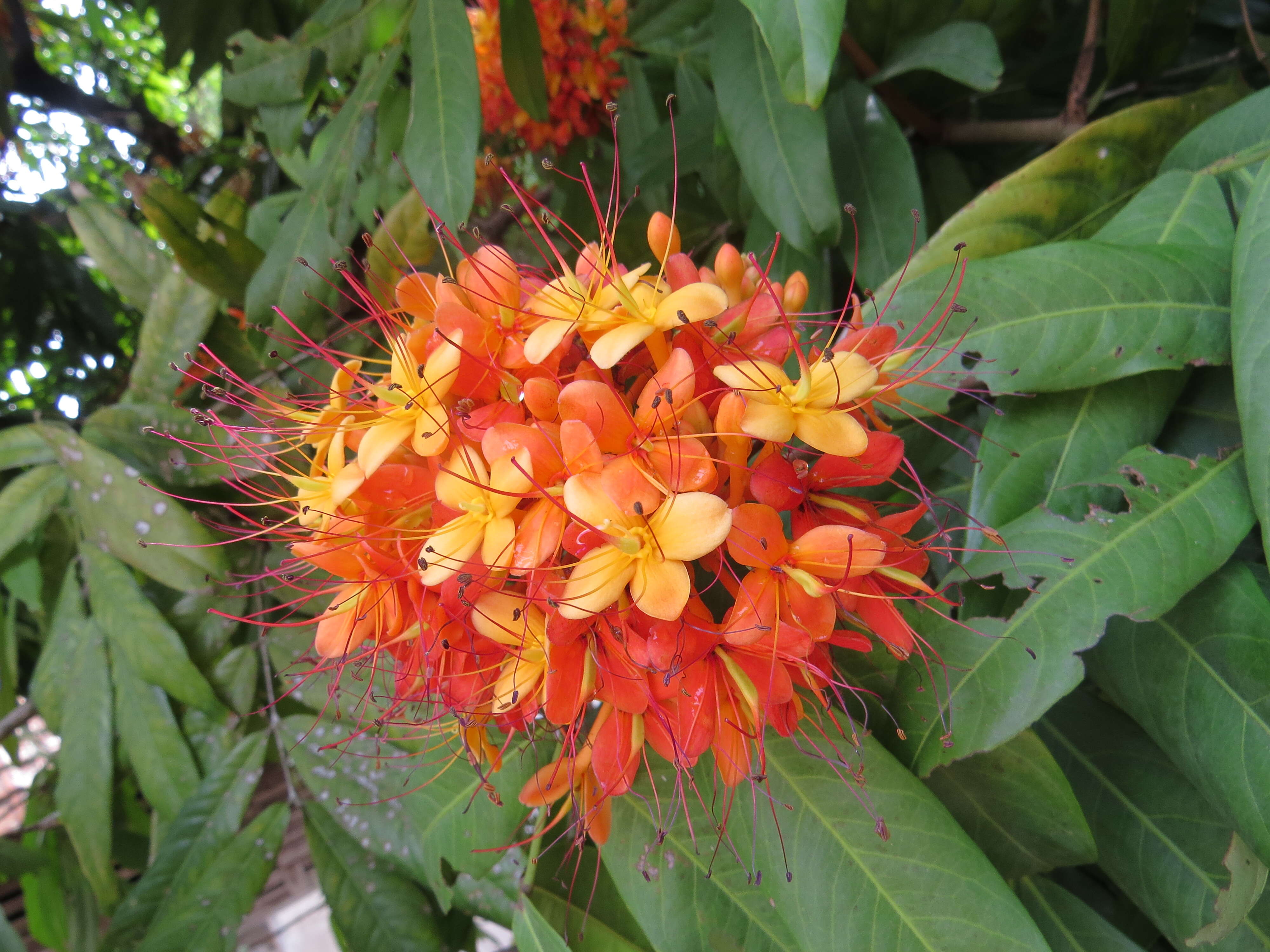 Image of Ashoka tree