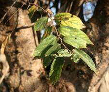 Image de Grewia flavescens Juss.