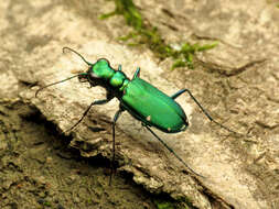 Imagem de Cicindela (Cicindela) sexguttata Fabricius 1775