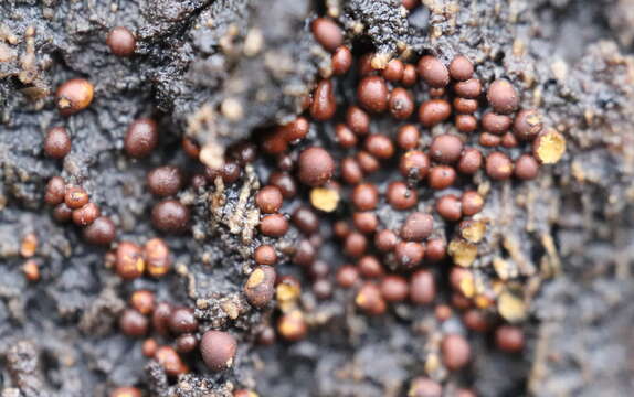 Image of Lycogala epidendrum