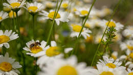 Image of sweat bees