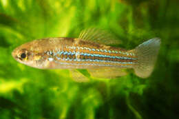 Image of Cubanichthys