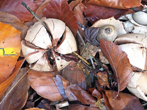 Image of Collared Earthstar