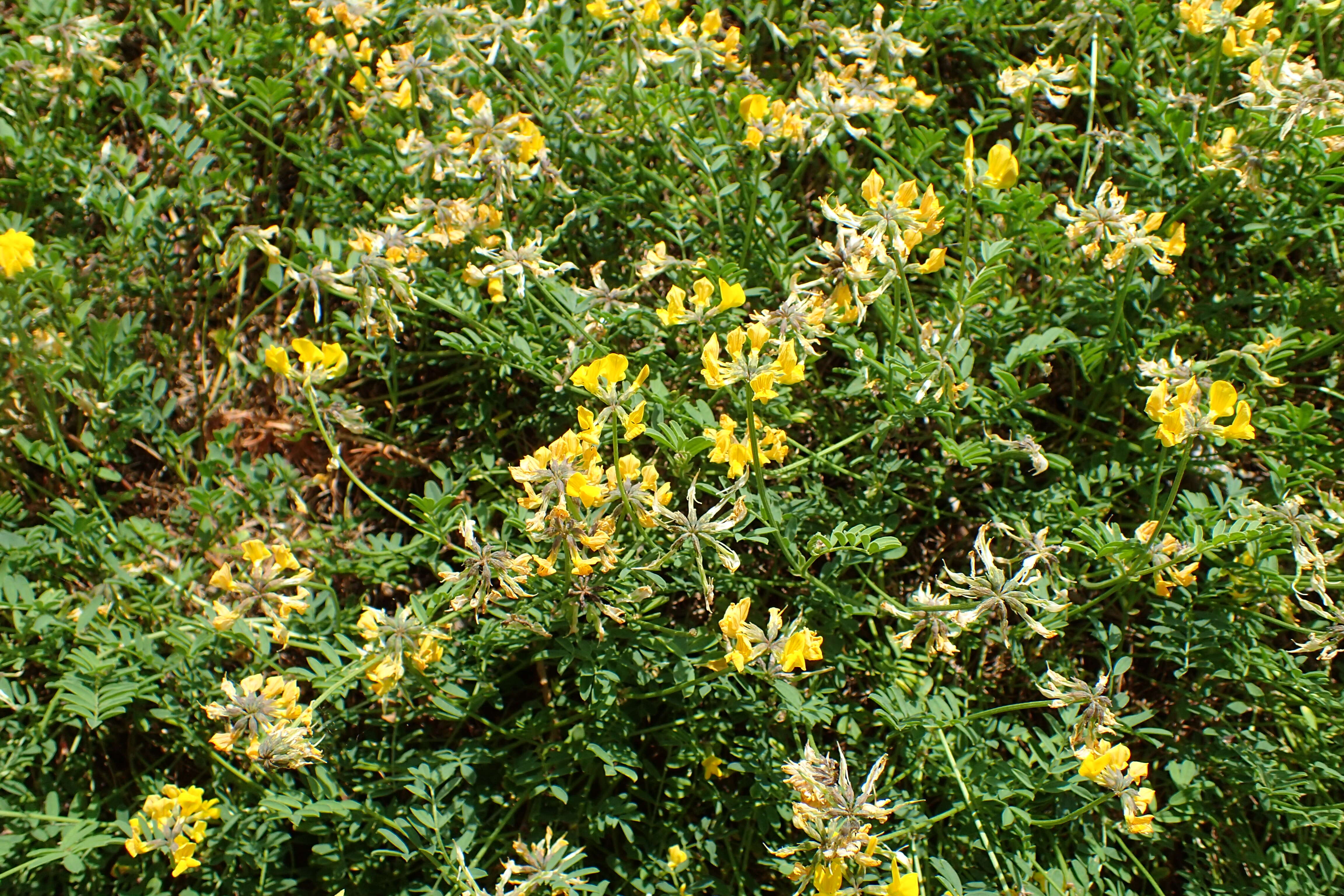 Image of Horseshoe-vetch