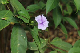 Image of largeflower brunfelsia