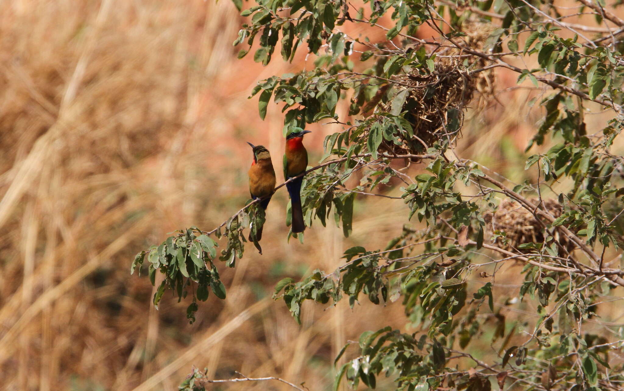 Image of Red-throated Bee-eater