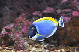 Image of Blue Surgeonfish