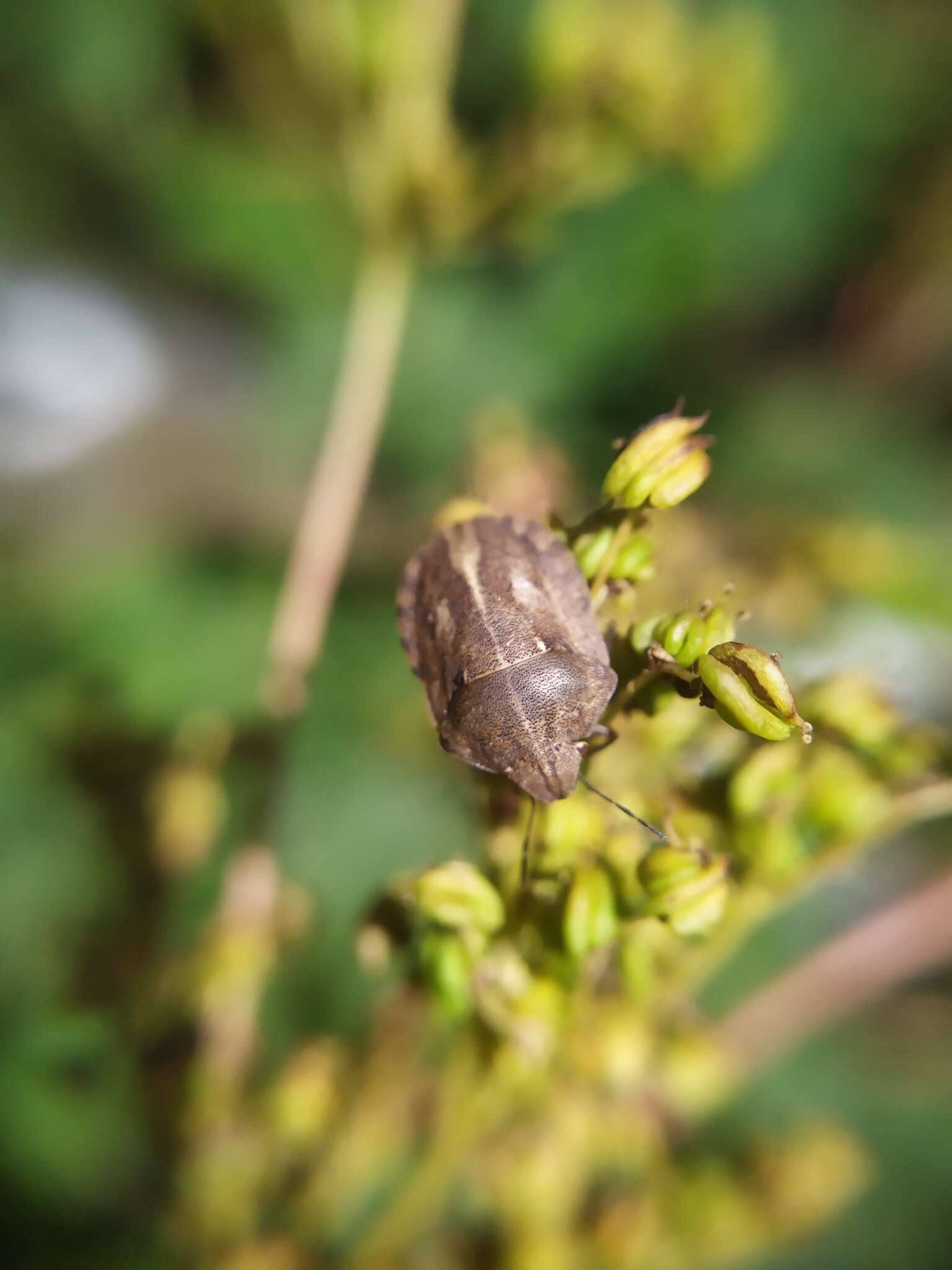 Image of Eurygaster testudinaria