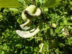 Image of Bladder Plum Gall