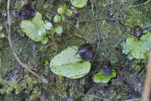 Image of Big red spider orchid