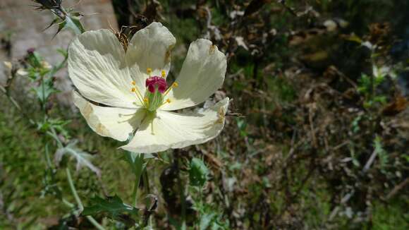 Image of pale Mexican pricklypoppy