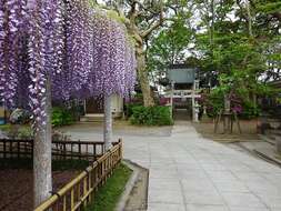 Plancia ëd Wisteria floribunda (Willd.) DC.