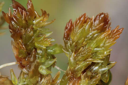 Image of Low sphagnum moss