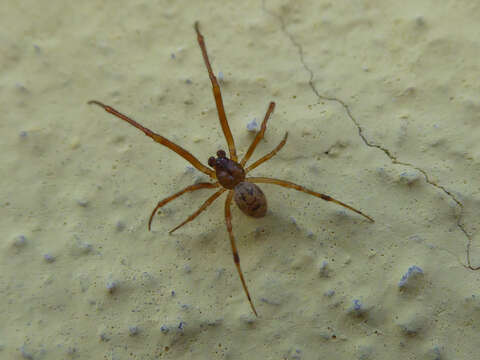 Image de Parasteatoda