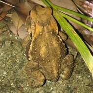 Image of Japanese Common Toad