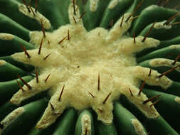 Image of Cactus