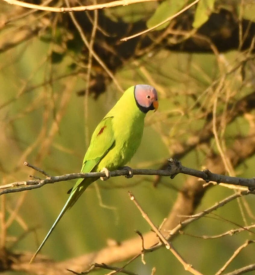 Image of Blossom-headed Parakeet