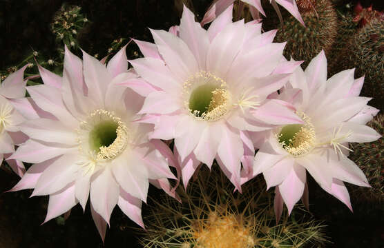 Echinopsis tubiflora resmi