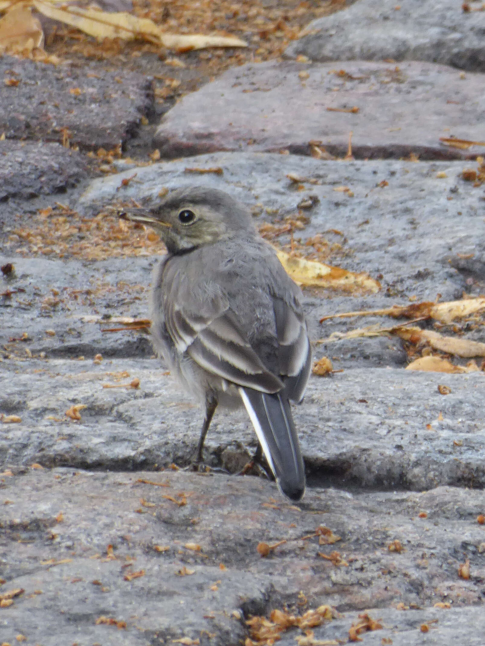 Image of Pied Wagtail and White Wagtail