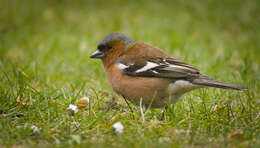 Image of Fringilla Linnaeus 1758