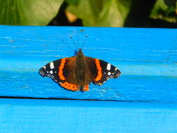 Image of Red Admiral