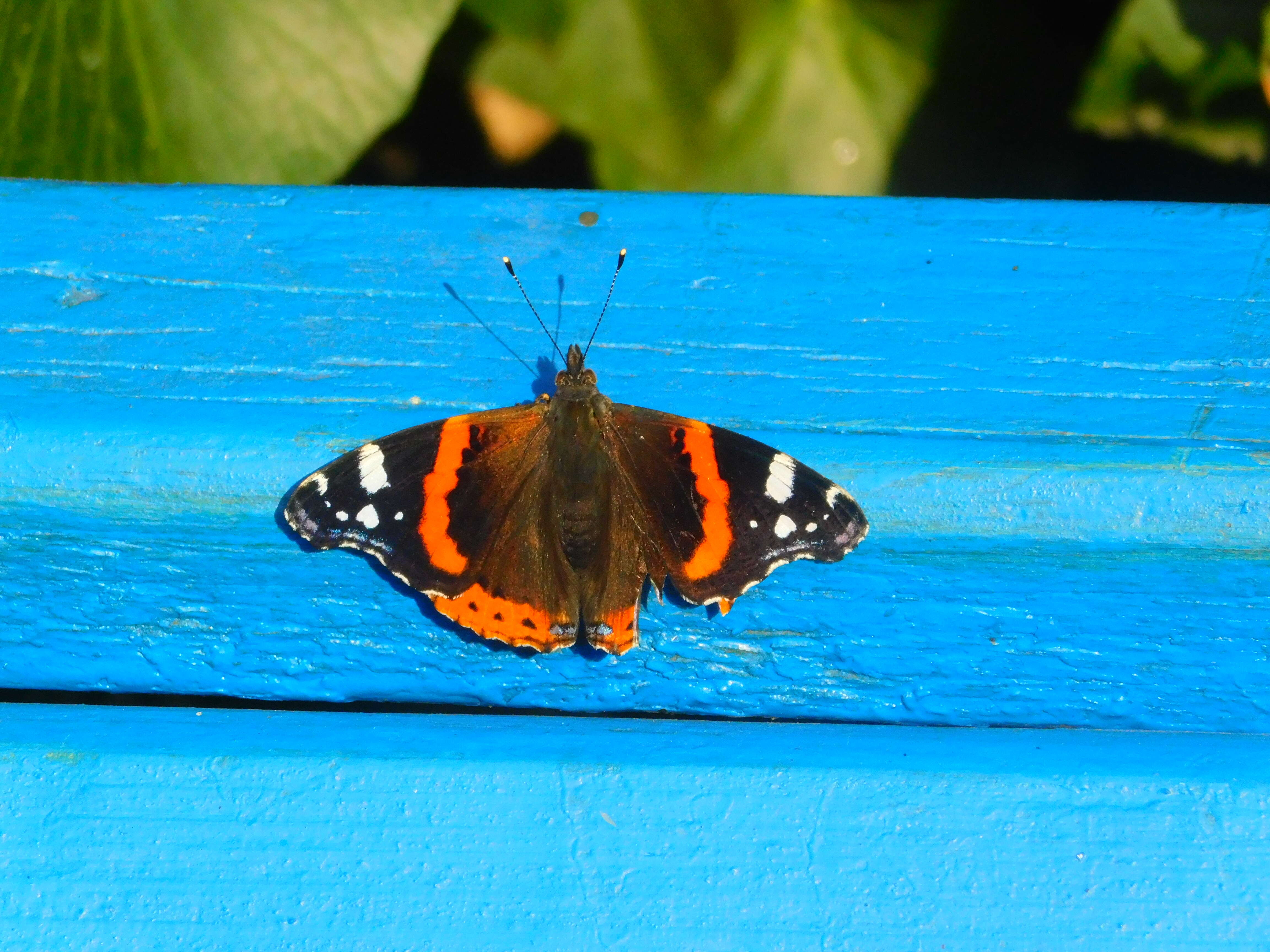 Imagem de Vanessa atalanta Linnaeus 1758