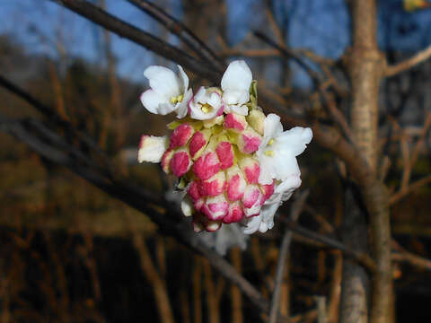 Imagem de Viburnum grandiflorum Wall.