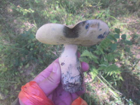 Image of Cornflower bolete