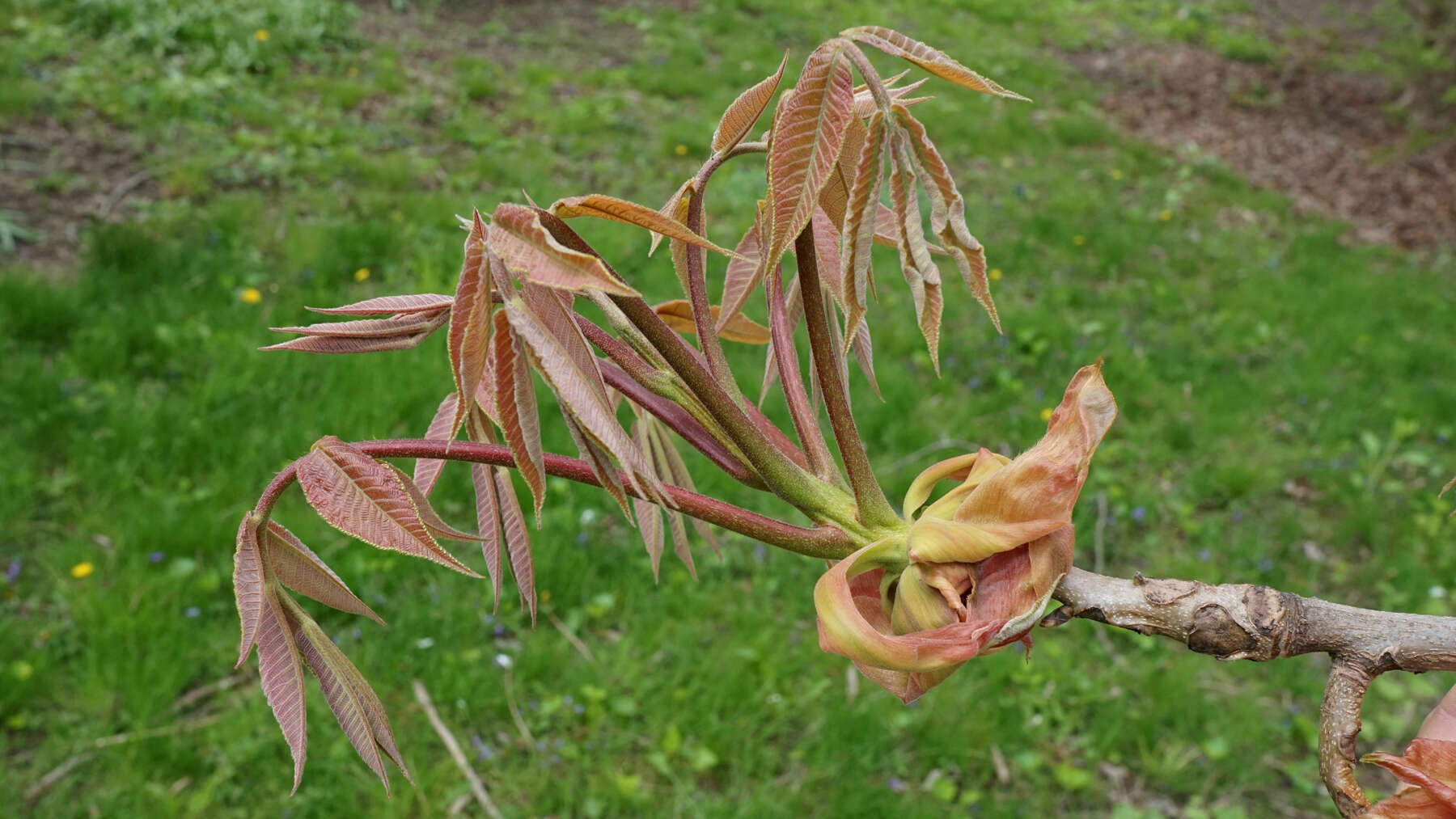 Image of shellbark hickory