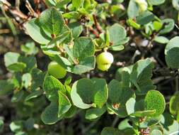 Image of alpine bilberry