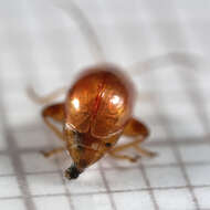 Image of Tansy Ragwort Flea Beetle