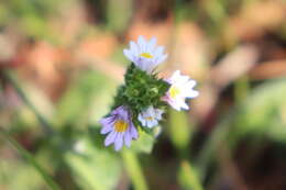 Слика од Euphrasia stricta D. Wolff ex J. F. Lehm.