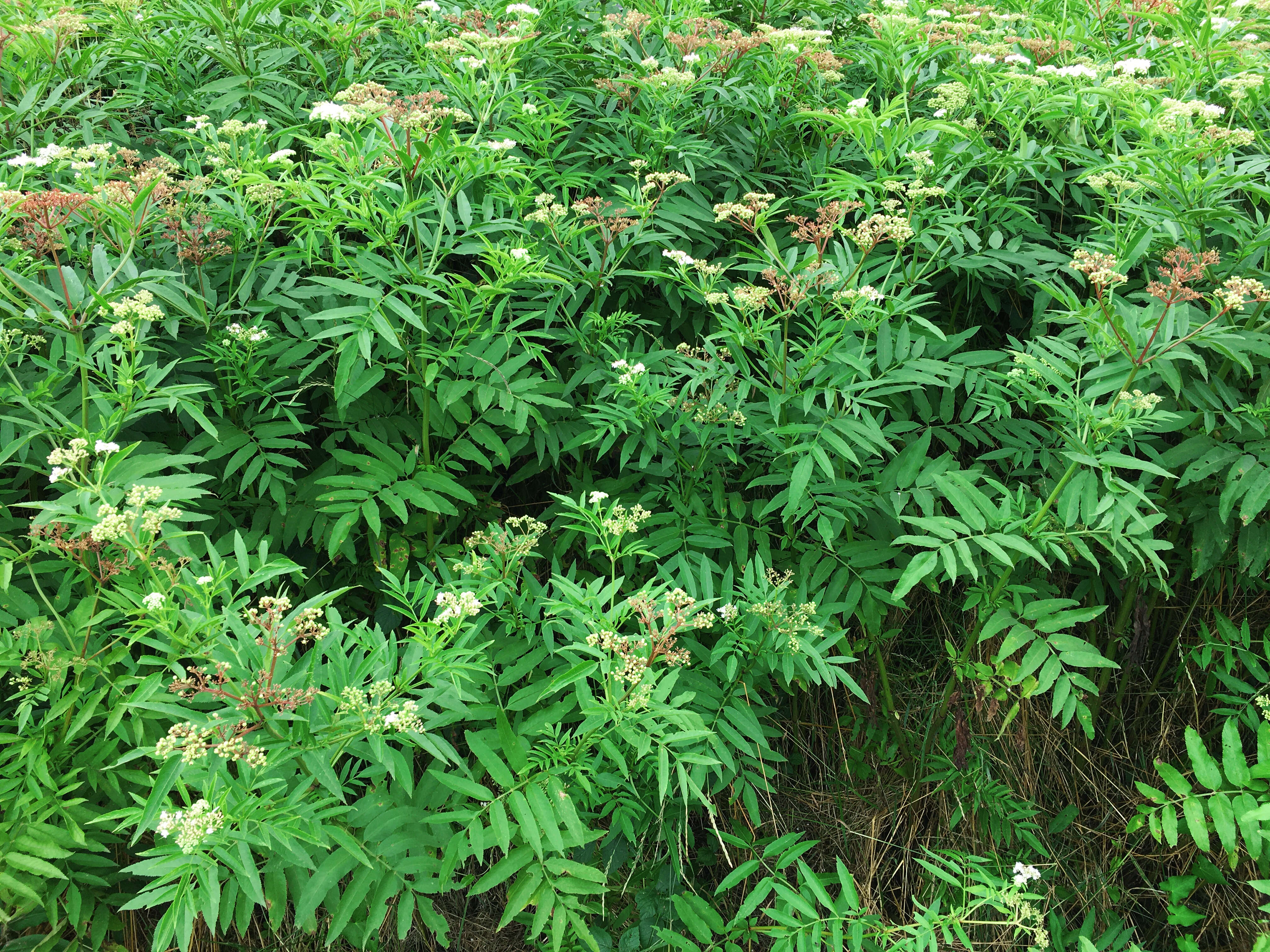 Imagem de Sambucus ebulus L.