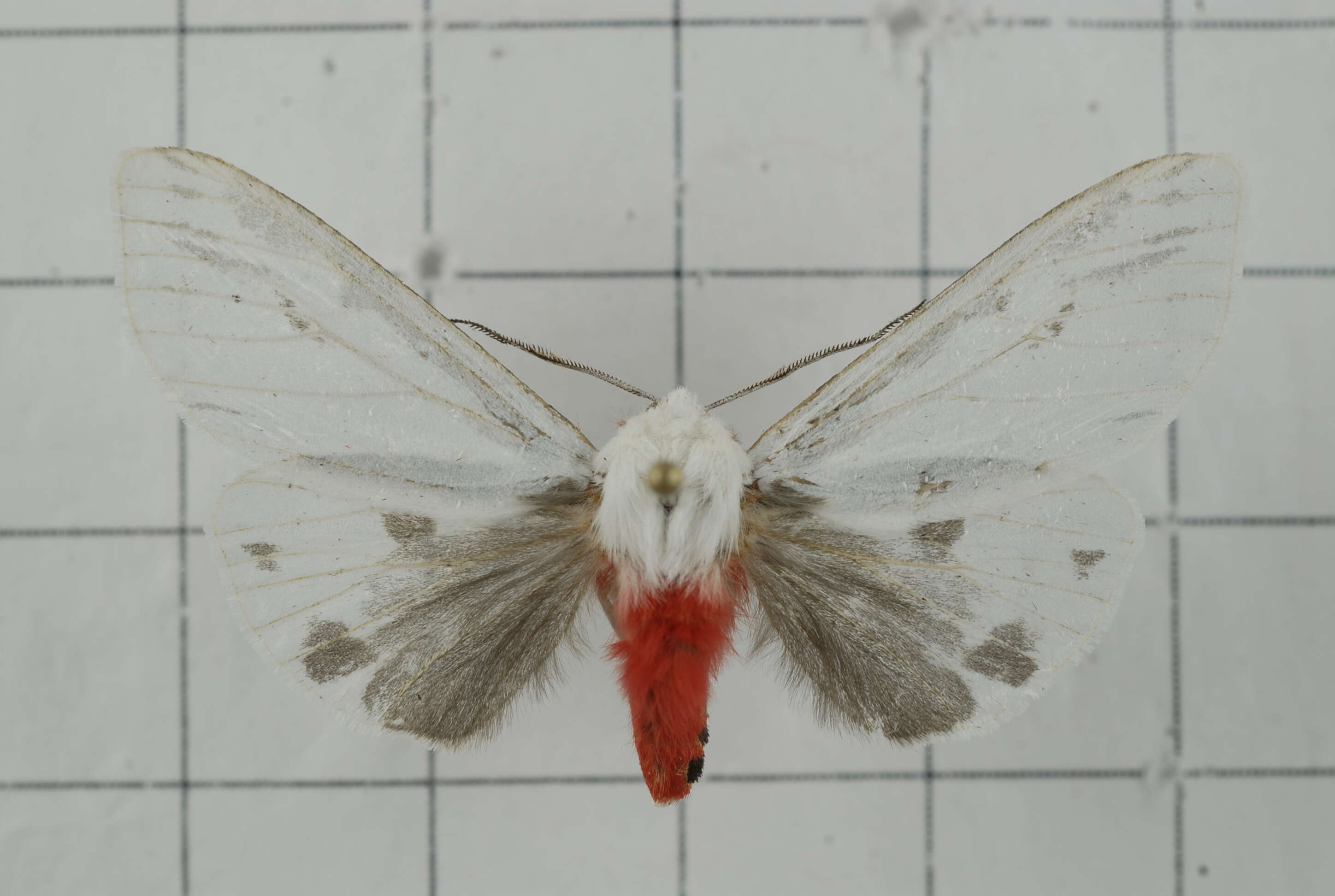 Image of Argyarctia fuscobasalis (Matsumura 1930)