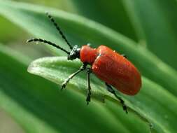 Image of Scarlet lily beetle