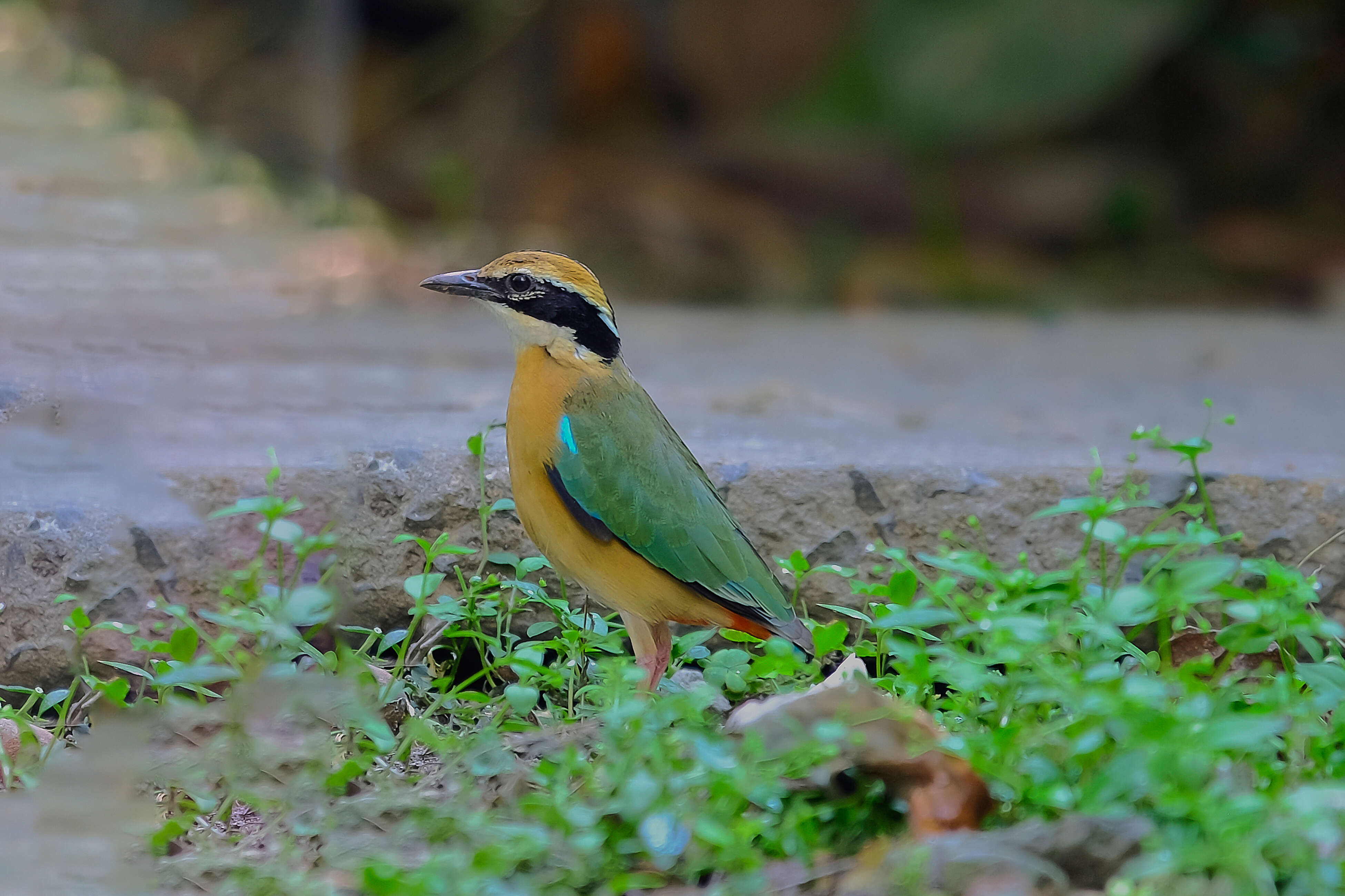 Plancia ëd Pitta brachyura (Linnaeus 1766)