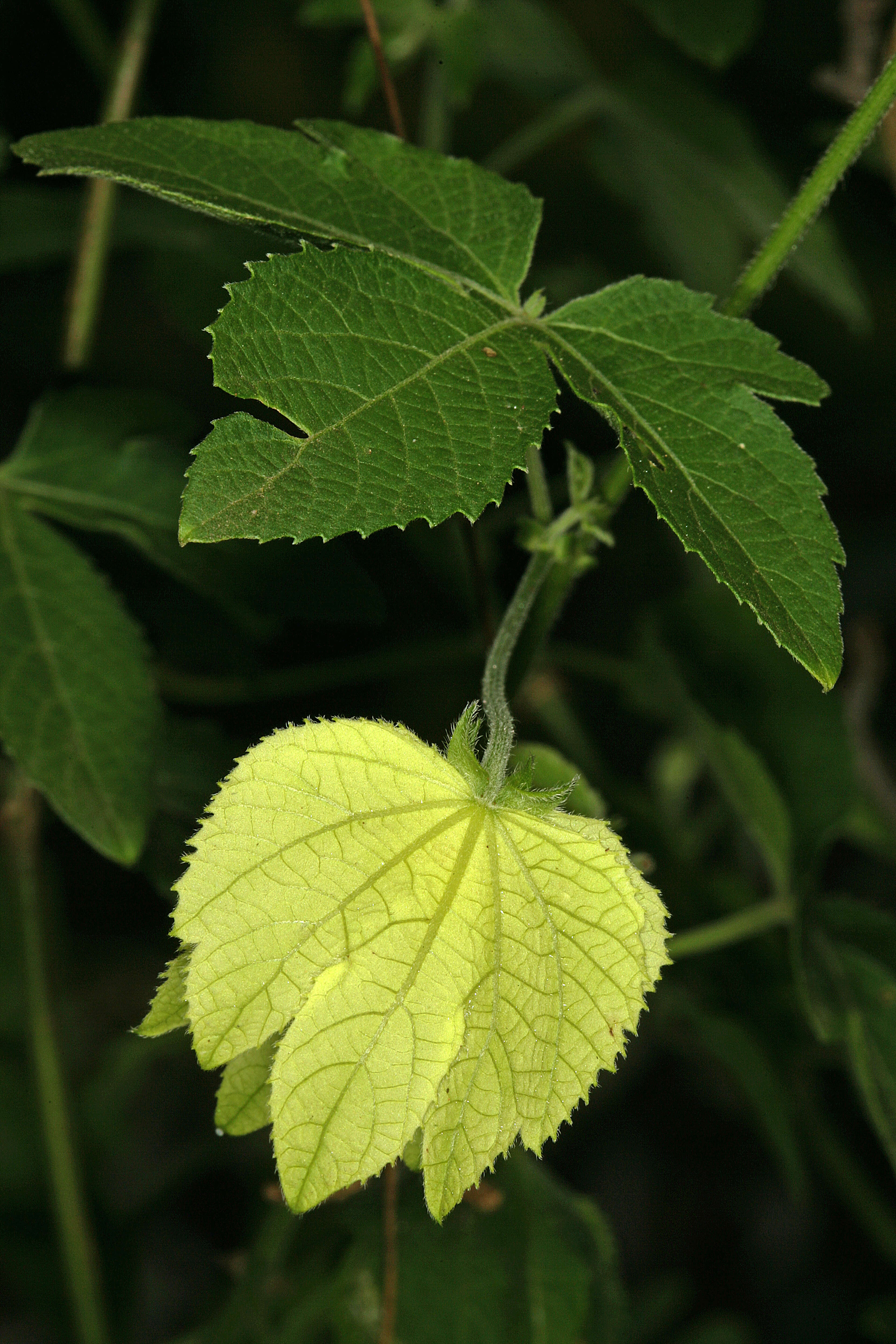 Image of Dalechampia capensis A. Spreng.