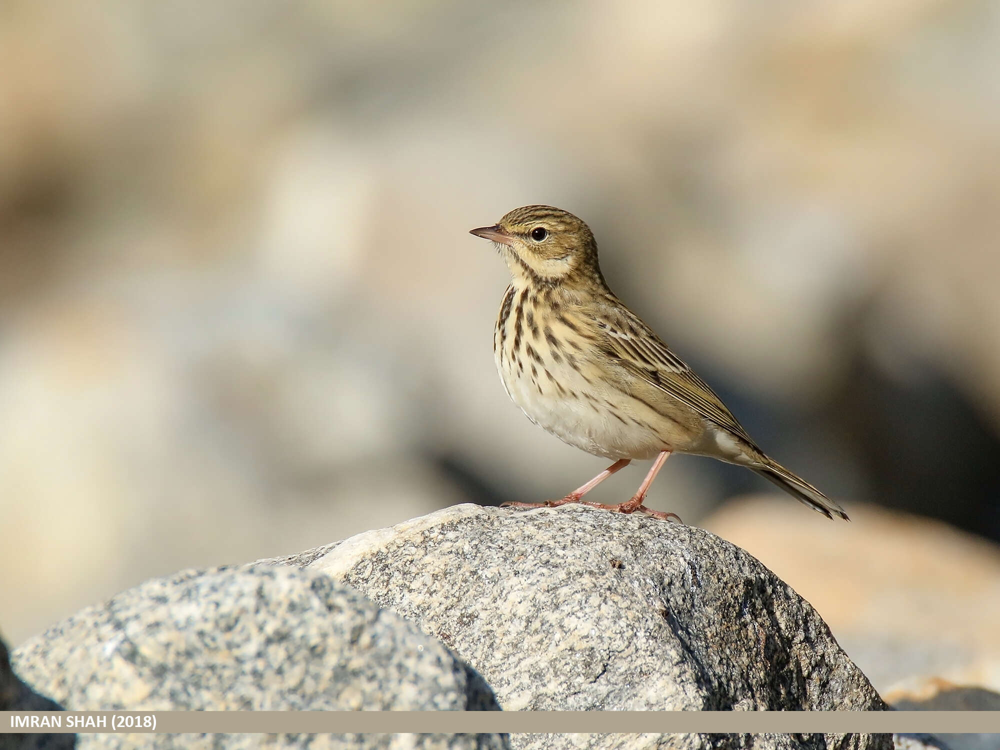 Image of Tree Pipit