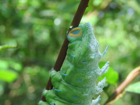 Image of Zanthoxylum rhetsa (Roxb.) DC.