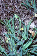 Image of Dwarf Dandelion